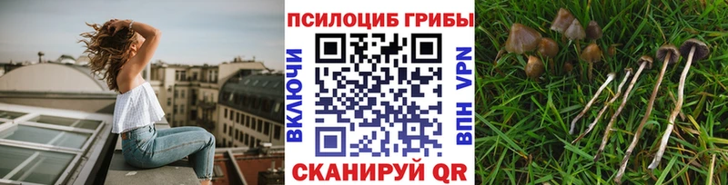 Псилоцибиновые грибы Psilocybe  купить закладку  Игарка 